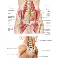 1768616944_cass-workshop-anatomical.webp