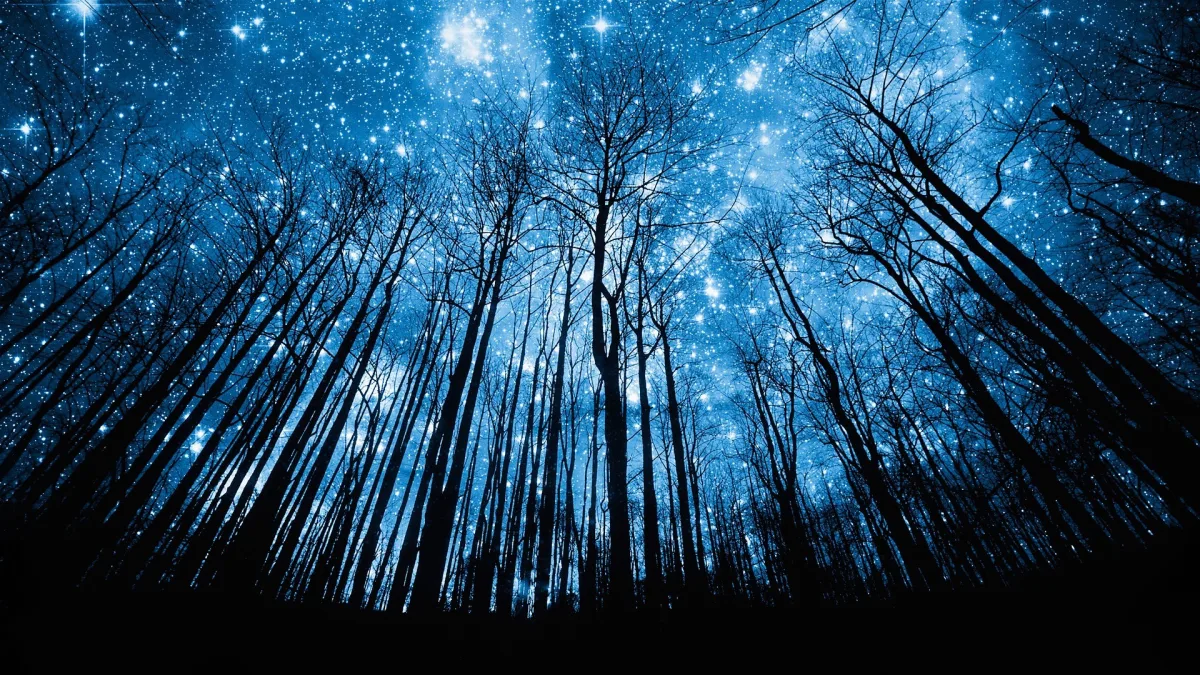 NIGHT WARP @ Online