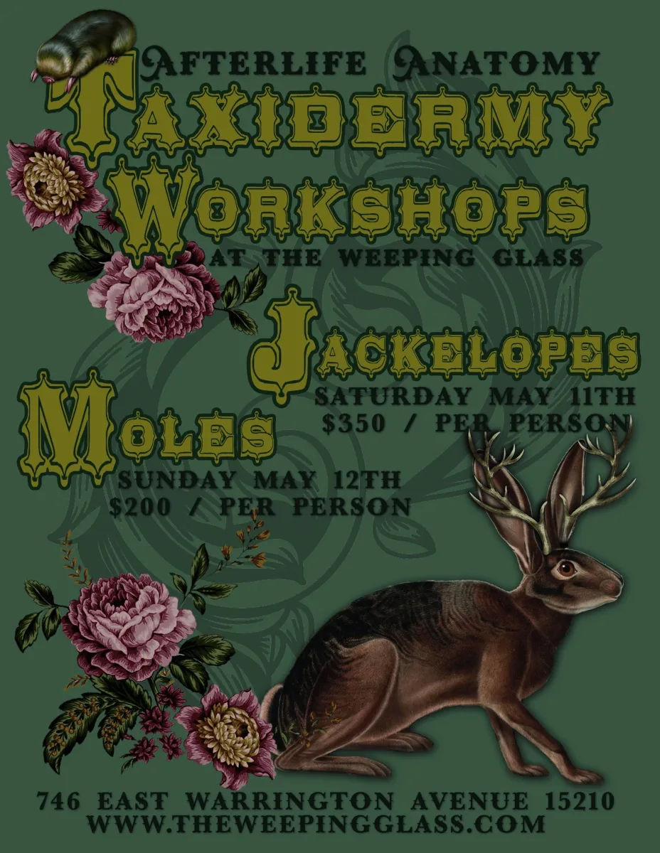 Afterlife Anatomy Taxidermy Workshops at The Weeping Glass @ The Weeping Glass